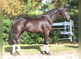 Hannoveriano, Caballo castrado, 5 años, 168 cm, Negro
