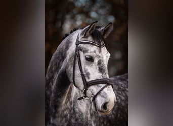 Hannoveriano, Caballo castrado, 5 años, 168 cm, Tordo