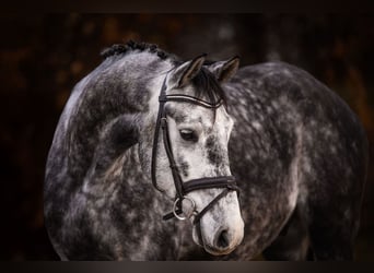 Hannoveriano, Caballo castrado, 5 años, 168 cm, Tordo