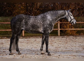 Hannoveriano, Caballo castrado, 5 años, 168 cm, Tordo