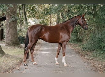 Hannoveriano, Caballo castrado, 5 años, 169 cm, Alazán-tostado