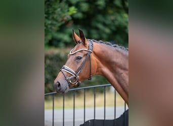Hannoveriano, Caballo castrado, 5 años, 169 cm, Castaño
