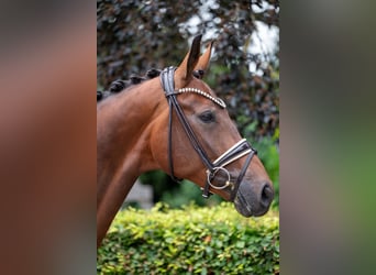 Hannoveriano, Caballo castrado, 5 años, 169 cm, Castaño