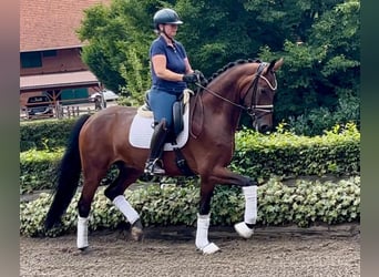 Hannoveriano, Caballo castrado, 5 años, 169 cm, Castaño