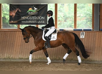 Hannoveriano, Caballo castrado, 5 años, 169 cm, Castaño