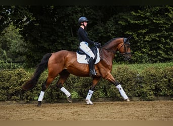 Hannoveriano, Caballo castrado, 5 años, 169 cm, Castaño