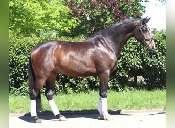 Hannoveriano, Caballo castrado, 5 años, 169 cm, Castaño