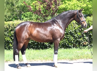 Hannoveriano, Caballo castrado, 5 años, 169 cm, Castaño