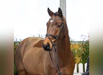 Hannoveriano, Caballo castrado, 5 años, 169 cm, Castaño