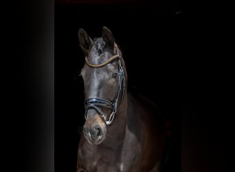 Hannoveriano, Caballo castrado, 5 años, 169 cm, Castaño oscuro