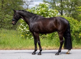 Hannoveriano, Caballo castrado, 5 años, 169 cm, Castaño oscuro