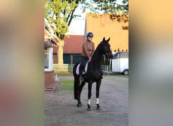 Hannoveriano, Caballo castrado, 5 años, 169 cm, Castaño oscuro