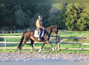 Hannoveriano, Caballo castrado, 5 años, 169 cm, Castaño oscuro