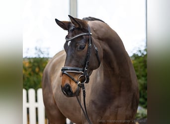 Hannoveriano, Caballo castrado, 5 años, 169 cm, Castaño oscuro