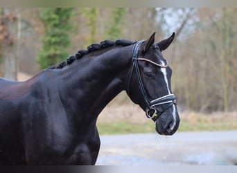 Hannoveriano, Caballo castrado, 5 años, 169 cm, Negro