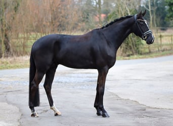 Hannoveriano, Caballo castrado, 5 años, 169 cm, Negro