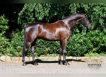 Hannoveriano, Caballo castrado, 5 años, 169 cm, Negro