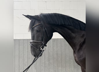 Hannoveriano, Caballo castrado, 5 años, 169 cm, Negro