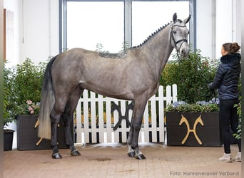 Hannoveriano, Caballo castrado, 5 años, 169 cm, Tordo