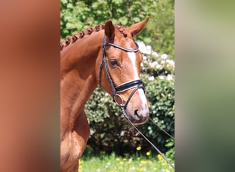 Hannoveriano, Caballo castrado, 5 años, 170 cm, Alazán