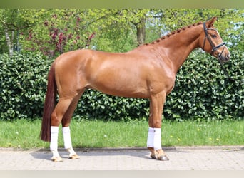 Hannoveriano, Caballo castrado, 5 años, 170 cm, Alazán