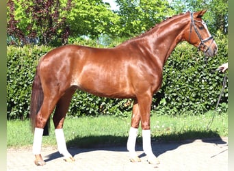 Hannoveriano, Caballo castrado, 5 años, 170 cm, Alazán