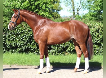 Hannoveriano, Caballo castrado, 5 años, 170 cm, Alazán
