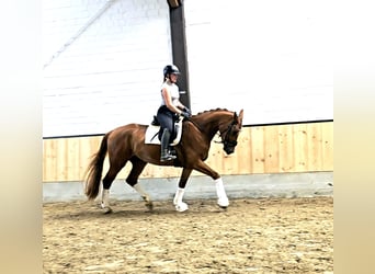 Hannoveriano, Caballo castrado, 5 años, 170 cm, Alazán