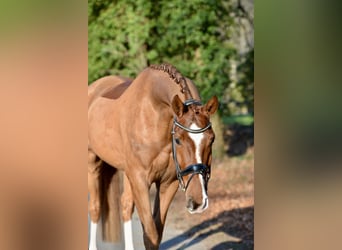 Hannoveriano, Caballo castrado, 5 años, 170 cm, Alazán