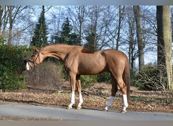 Hannoveriano, Caballo castrado, 5 años, 170 cm, Alazán