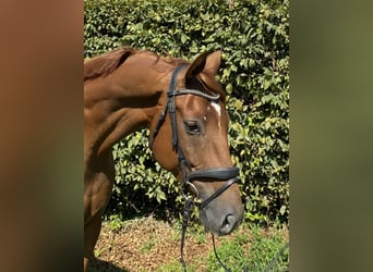 Hannoveriano, Caballo castrado, 5 años, 170 cm, Alazán