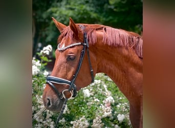 Hannoveriano, Caballo castrado, 5 años, 170 cm, Alazán