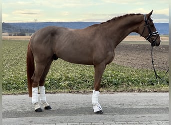 Hannoveriano, Caballo castrado, 5 años, 170 cm, Alazán