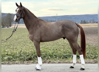 Hannoveriano, Caballo castrado, 5 años, 170 cm, Alazán