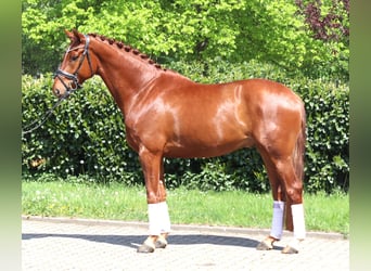 Hannoveriano, Caballo castrado, 5 años, 170 cm, Alazán