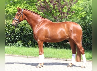Hannoveriano, Caballo castrado, 5 años, 170 cm, Alazán
