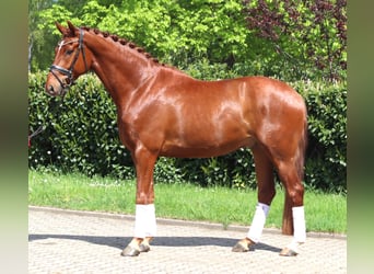 Hannoveriano, Caballo castrado, 5 años, 170 cm, Alazán