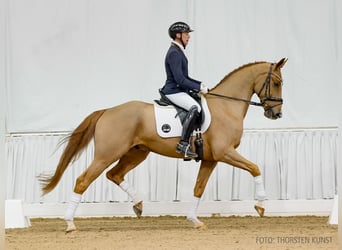 Hannoveriano, Caballo castrado, 5 años, 170 cm, Alazán