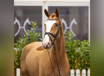 Hannoveriano, Caballo castrado, 5 años, 170 cm, Alazán