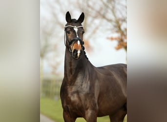 Hannoveriano, Caballo castrado, 5 años, 170 cm, Castaño