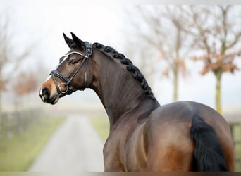 Hannoveriano, Caballo castrado, 5 años, 170 cm, Castaño