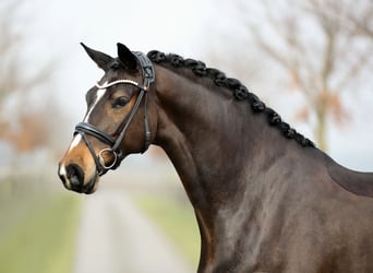 Hannoveriano, Caballo castrado, 5 años, 170 cm, Castaño