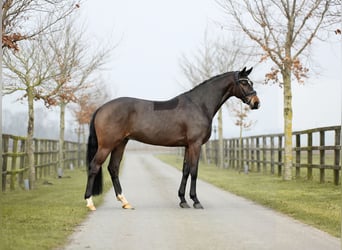 Hannoveriano, Caballo castrado, 5 años, 170 cm, Castaño