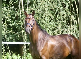 Hannoveriano, Caballo castrado, 5 años, 170 cm, Castaño