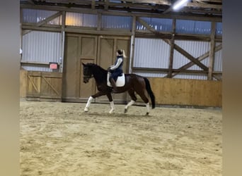 Hannoveriano, Caballo castrado, 5 años, 170 cm, Castaño