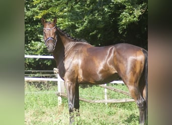 Hannoveriano, Caballo castrado, 5 años, 170 cm, Castaño