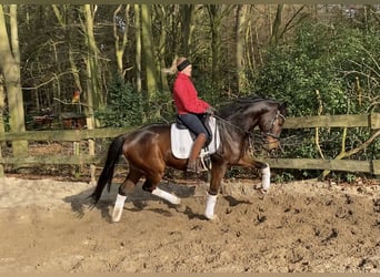Hannoveriano, Caballo castrado, 5 años, 170 cm, Castaño
