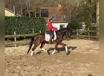 Hannoveriano, Caballo castrado, 5 años, 170 cm, Castaño