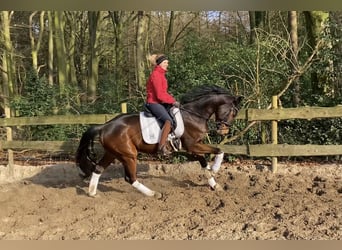 Hannoveriano, Caballo castrado, 5 años, 170 cm, Castaño