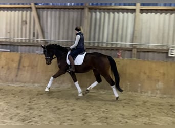 Hannoveriano, Caballo castrado, 5 años, 170 cm, Castaño